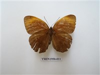 藏品(串珠環蝶)的圖片